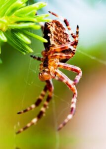 European garden spider called cross spider. Araneus diadematus s